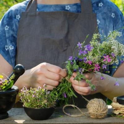 Plantas Medicinais: para que servem e como usá-las de forma terapêutica para a cura natural